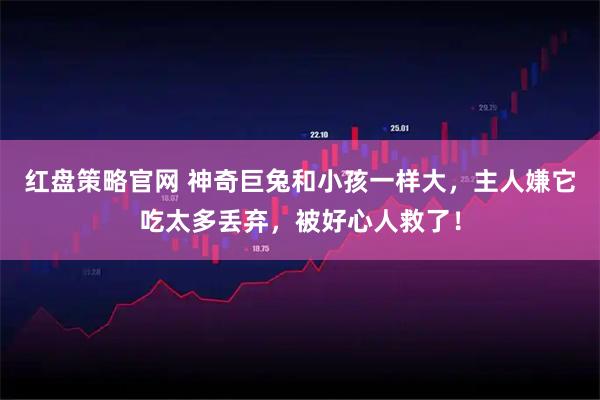 红盘策略官网 神奇巨兔和小孩一样大，主人嫌它吃太多丢弃，被好心人救了！